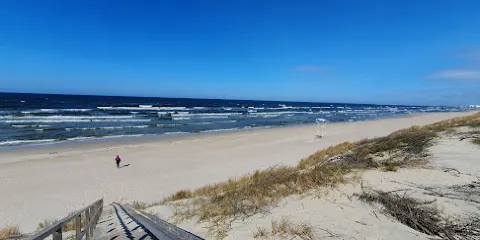 Herons and Cormorants Colony of Juodkrante