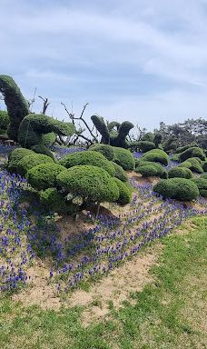 Sinan Tulip Festival-新安郡
