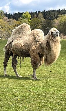 郎利特野生动物园-沃明斯特