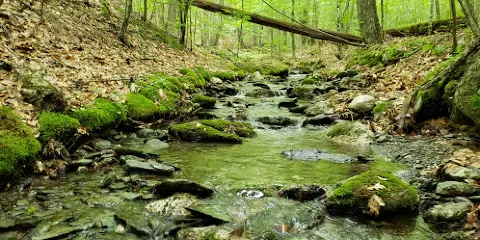 Hopkin's Memorial Forest