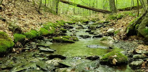 Hopkin's Memorial Forest