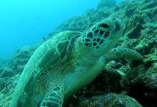 Dive Dream Diving Center景点图片