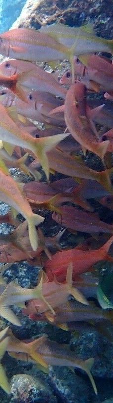 Makena Landing Park-茂宜县