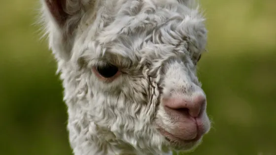 Sandollar Farms & Alpacas