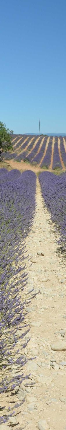 瓦朗索尔高原-瓦朗索勒