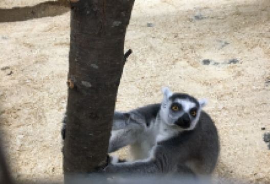 Strana Enotiya Zoo景点图片