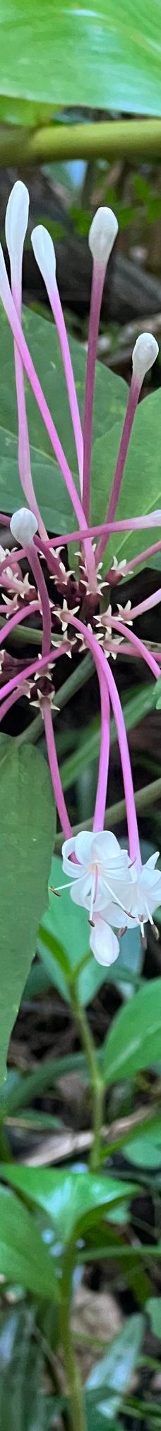 Jardin Creole-勒马兰