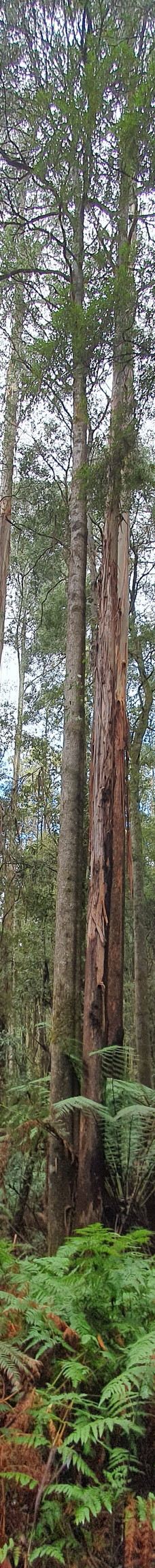 Tall Trees Walk-Mount Field