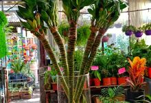 Marifa Vivero & Florería购物图片