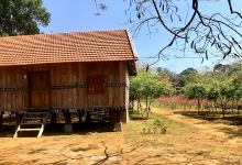 Vườn hoa anh đào Vĩnh Sơn景点图片