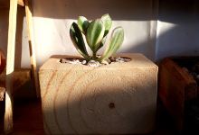 Green garden family景点图片