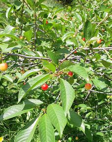 Parque Ecoturistico Cerro Viejo-圣卡洛斯-德巴里洛切