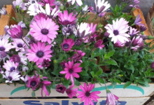 VIVERO ELROSEDAL购物图片