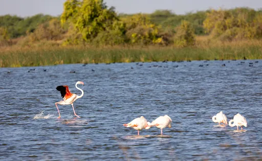 Khijadiya Bird Sanctuary