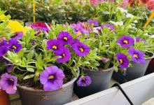 Migarden Vivero (Antiguo Integral Green)购物图片