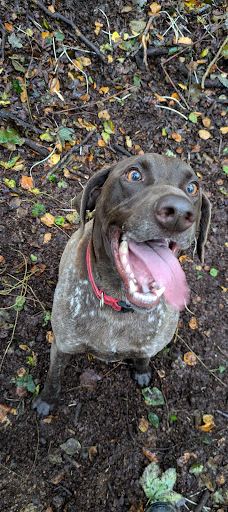 Off Lead Agility-斯特拉班