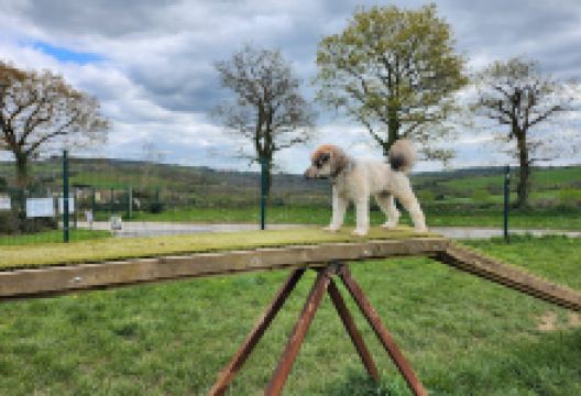 Charwell Dog Adventures and Wacky Woofers Dog Shop购物图片