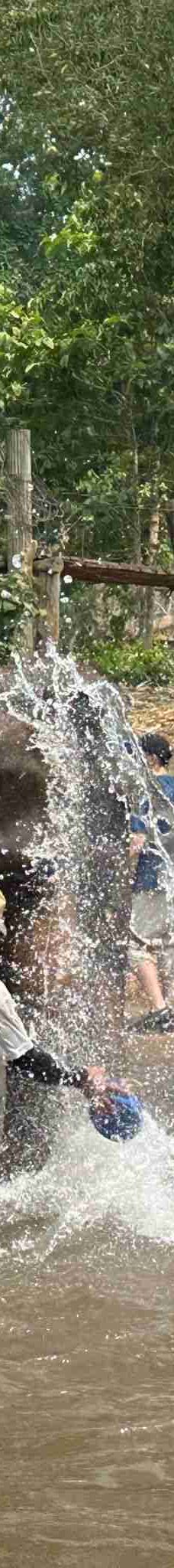 清迈大象丛林保护区-清迈