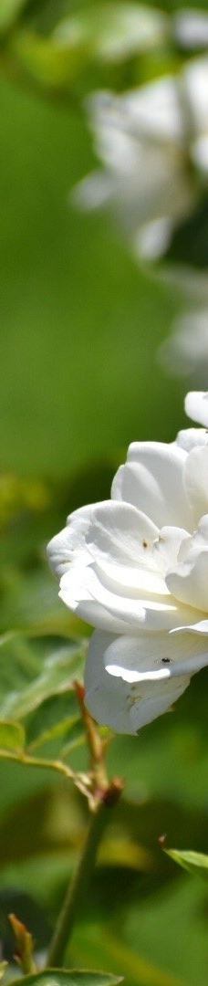 约翰内斯堡植物园-兰德堡