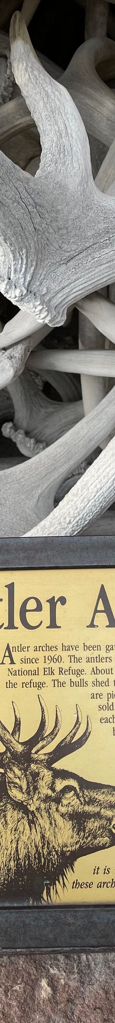 杰克逊鹿角公园-杰克逊