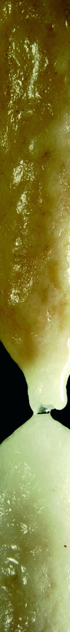 Grotte des Canalettes-科尔内拉德孔夫朗