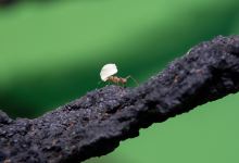 亨斯坦顿海洋生物馆景点图片