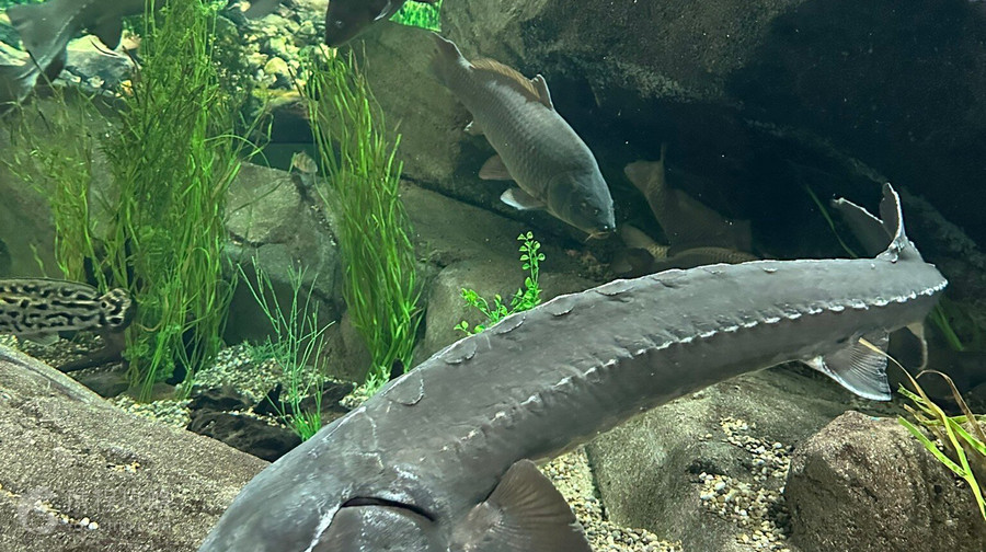 加拿大瑞普利水族館
