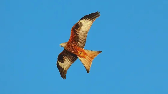 Tollie Red Kites