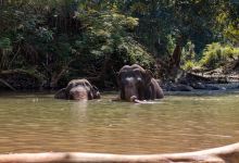 The Elephant Freedom Project景点图片