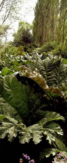 Gore Public Gardens-戈尔