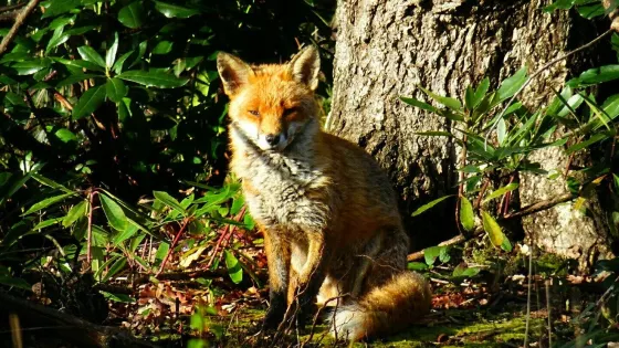 Oxhey Woods