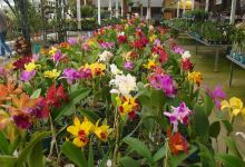 Orquidario Oriental景点图片