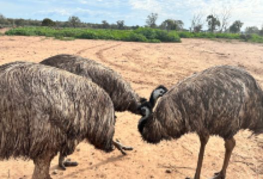 Emu Logic景点图片