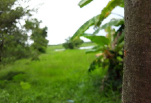 Wat Tha Yiam景点图片