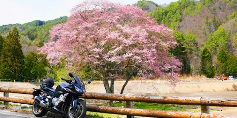 御所桜