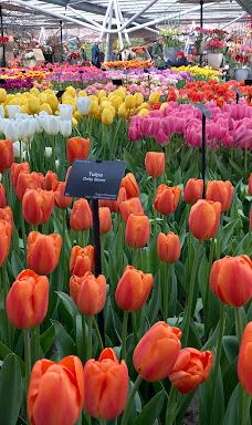 Willem - Alexander Pavilion-利瑟