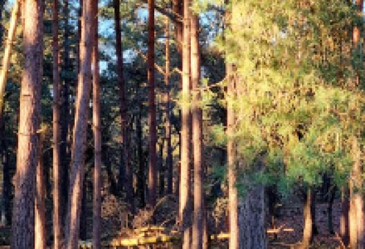 Natuurpark Wezepsehei景点图片