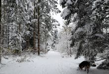 Hundewald Trappenkamp景点图片