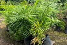Vivero Santamaria购物图片
