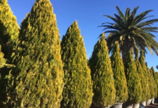 Paradiso Gardens购物图片