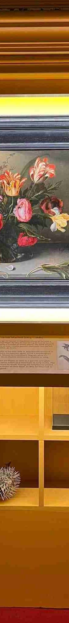 阿姆斯特丹郁金香博物馆-阿姆斯特丹-lynn wien