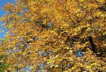 kleiner Park Molsdorf景点图片