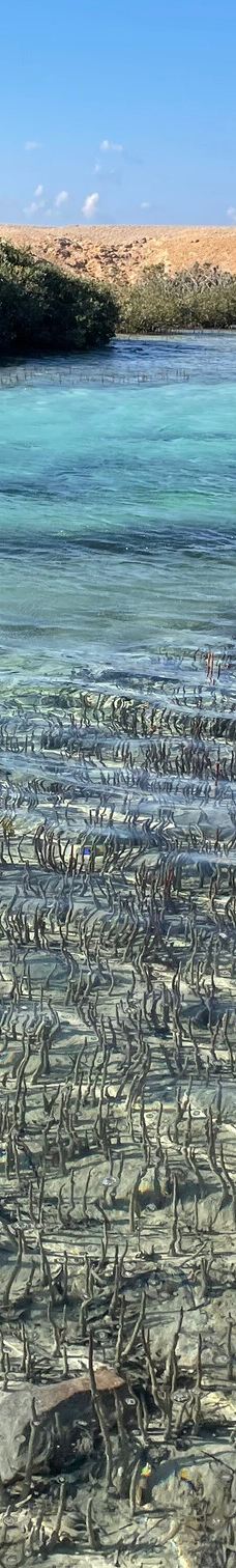 穆罕默德国家公园-Qesm Sharm Ash Sheikh