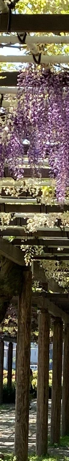 名城公园-名古屋