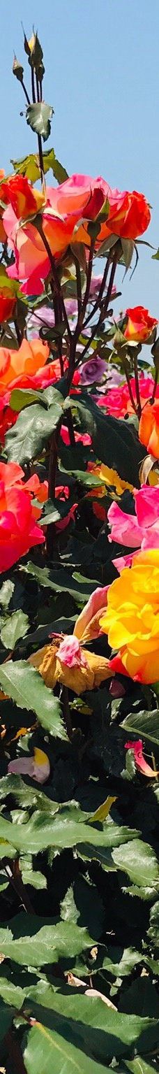 Yoshiumi Rose Park-今治市