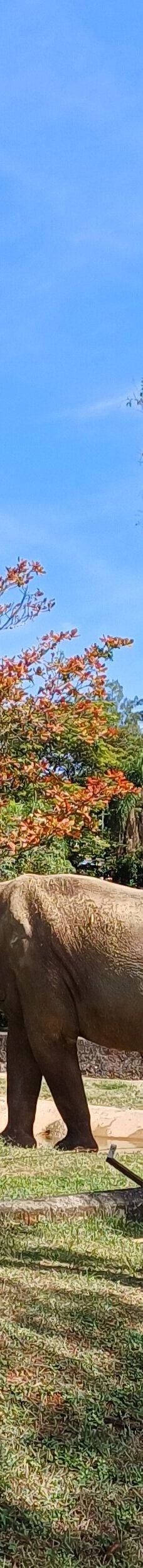 Parque Zoologico Municipal Quinzinho De Barros-索罗加巴