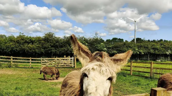 Newham Grange Country Farm