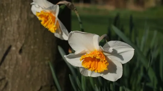 Cheslyn House and Gardens