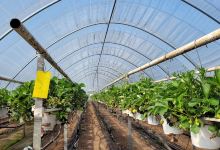 Het Aardbeienterras景点图片