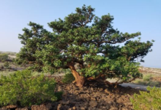 Waikōloa Dry Forest Initiative景点图片